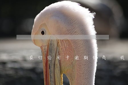 农行信用卡逾期协商 我爱卡